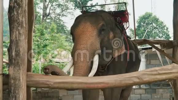 骑在丛林里休息的大象视频的预览图