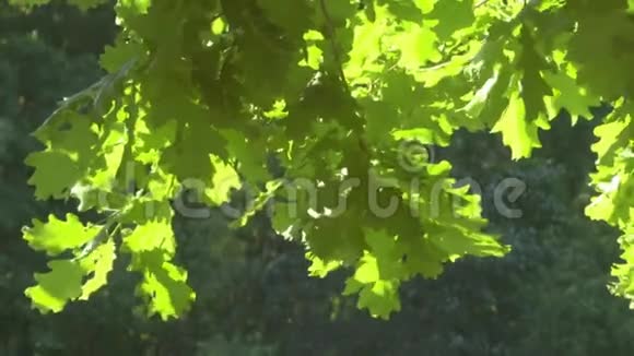 亮湿露水的橡树枝枝叶动在清晨的风鸟儿歌唱视频的预览图
