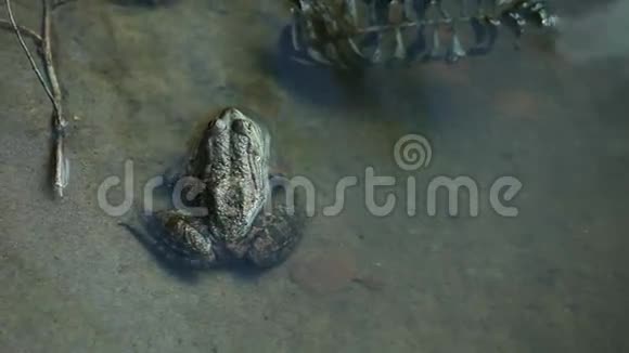 湖中的绿色大青蛙视频的预览图