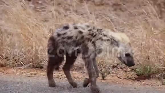 鬣狗幼崽四处寻找家人视频的预览图