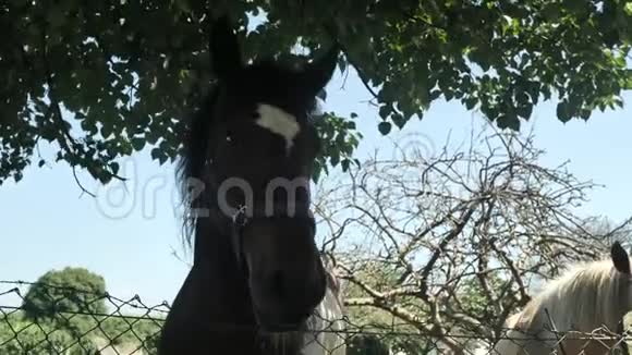 4千匹马在阳光明媚的一天在阿斯图里亚斯村的绿田里休息视频的预览图