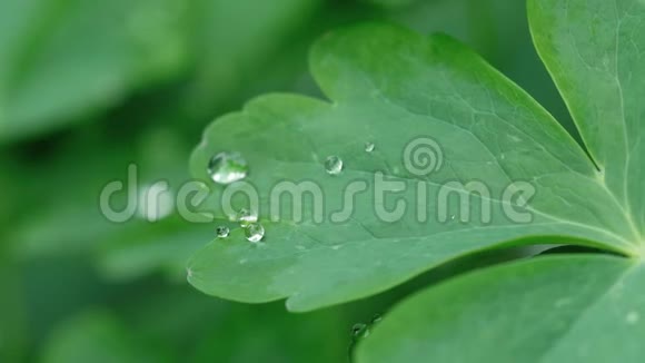 带雨滴的水凝叶视频的预览图