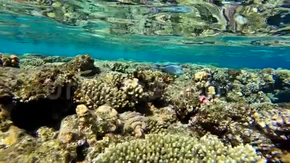 浅水区和美丽水面的彩色珊瑚礁慢动作视频的预览图