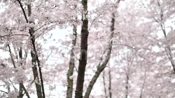春季系列花樱花枝上的樱花和微风中落下的樱花花瓣视频的预览图