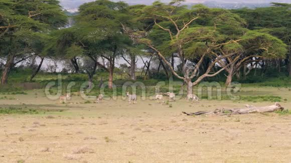 非洲斑马在相思树的绿色草地上放牧视频的预览图
