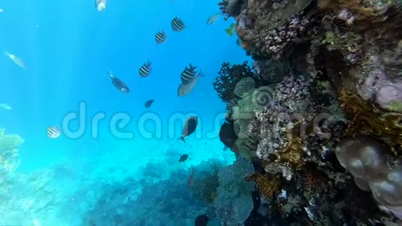 珊瑚礁附近的一群鱼水下视野深动作慢视频的预览图