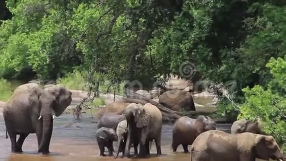 大象在河边玩耍和交往婴儿在水里翻滚视频的预览图
