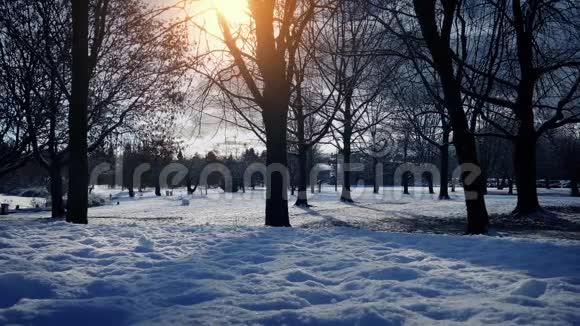 冬天的公园阳光灿烂视频的预览图