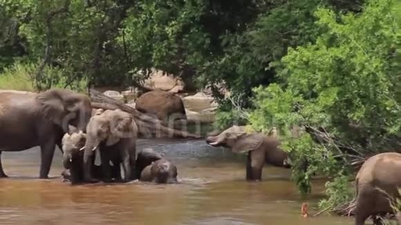 大象在河边玩耍和交往婴儿在水里翻滚视频的预览图