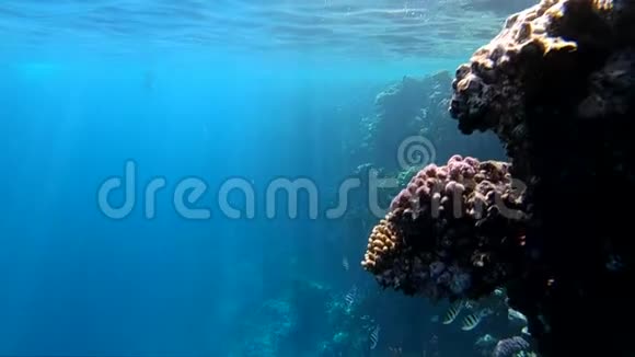 红海的水下景色岩石上珊瑚礁附近的五颜六色的鱼视频的预览图