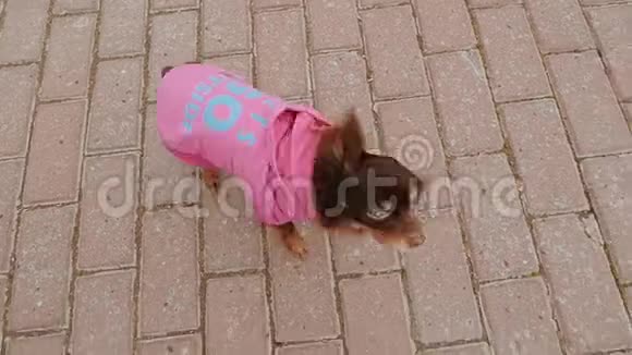 一只红发的小狗摇身一变她穿狗服视频的预览图