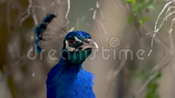 鸟的蓝孔雀形目目视频的预览图