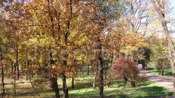 晴天公共公园的秋树视频的预览图