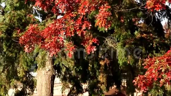 红枫叶从树上掉下来视频的预览图