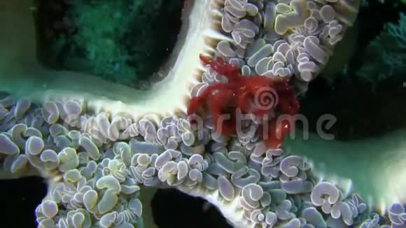 猩猩蟹Oncinopussp在拉贾安帕特的强流中泡沫珊瑚上的雷蒙虾和雷蒙虾视频的预览图
