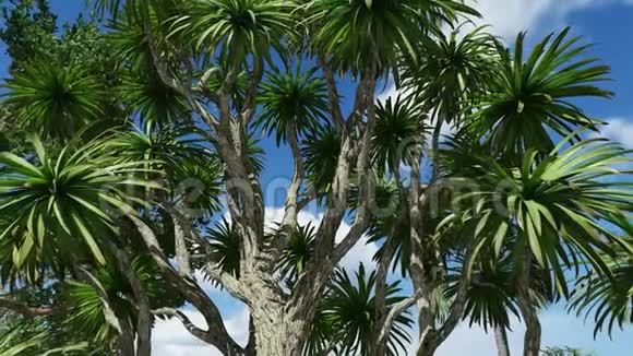 甘蓝棕榈树萨巴尔棕榈冠视频的预览图
