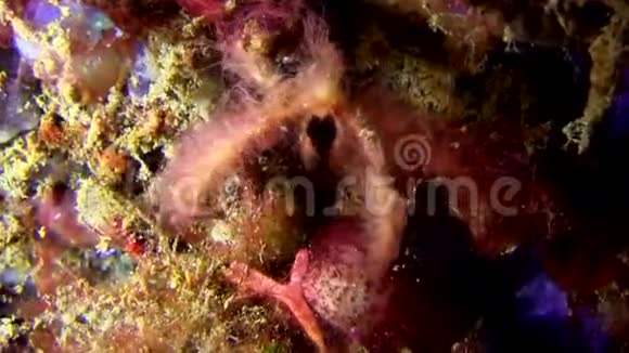 猩猩蟹Oncinopussp在兰贝海峡的沙滩上视频的预览图