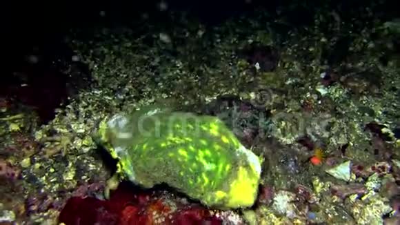 沉睡的海绵蟹龙米亚在夜伦贝海峡珊瑚视频的预览图