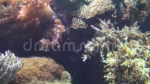 鱼珊瑚海底水族馆视频的预览图