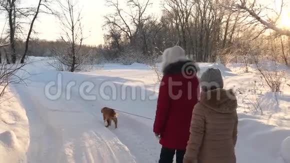 孩子们在森林里冬天在雪地里玩狗幸福的家庭在散步他们的宠物孩子们在冬天旅行视频的预览图