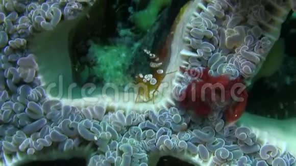 猩猩蟹Oncinopussp在拉贾安帕特的强流中泡沫珊瑚上的雷蒙虾和雷蒙虾视频的预览图