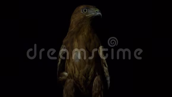 沙漠鹰眼在夜间聚焦目标视频的预览图