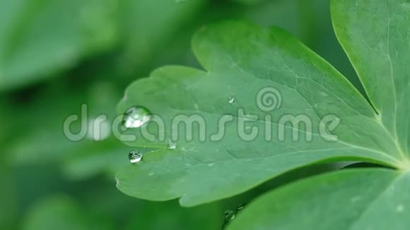 带雨滴的水凝叶视频的预览图