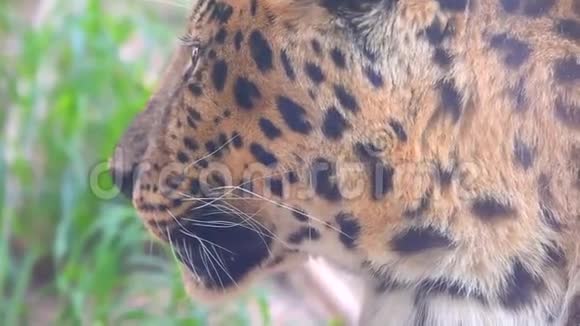 一只眼睛黑虎或豹或猎豹生活在绿色草原上视频的预览图