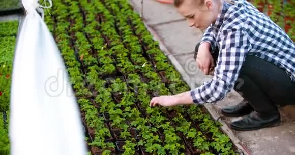 园艺师在温室农业中赏花视频的预览图