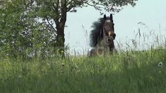 马在草地上自由驰骋视频的预览图