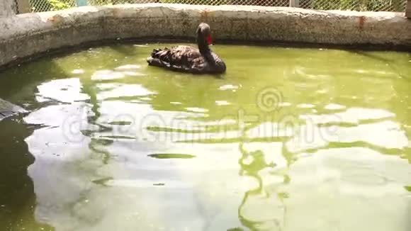 一只黑天鹅在小湖里游泳和洗澡视频的预览图