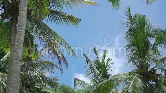 蓝天背景棕榈树的叶子视频的预览图