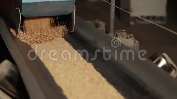小麦颗粒被倒入移动传送带上视频的预览图