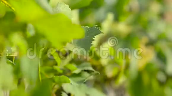 绿葡萄在风中摇曳视频的预览图