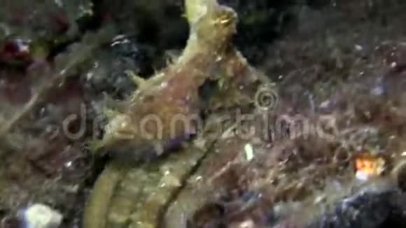 蓝贝海峡夜晚沙滩上的深色章鱼视频的预览图