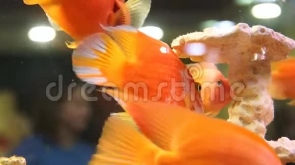 水族馆里的金鱼鱼缸里的鱼视频的预览图