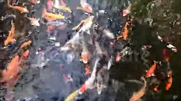 花鲤镜鲤视频的预览图