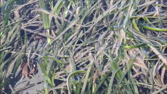 螃蟹爬在海草下的潮汐视频的预览图