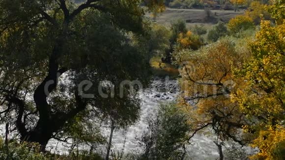 快的山河流淌从树上看风景视频的预览图