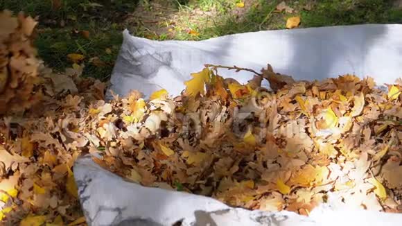 工人手在秋天公园的袋子里收集黄色落叶慢动作视频的预览图