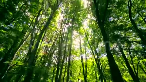 阳光阳光透过森林里树木的叶子闪闪发光摄像机从山上下来视频的预览图
