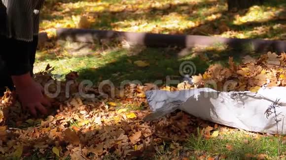 工人手在秋天公园的袋子里收集黄色的落叶慢动作视频的预览图