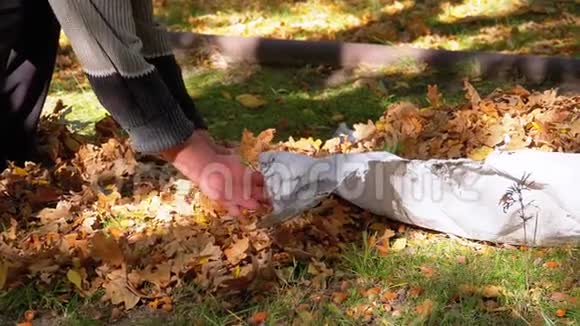 工人手在秋天公园的袋子里收集黄色的落叶慢动作视频的预览图