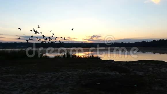 夕阳西下一群鸽子飞过森林湖视频的预览图