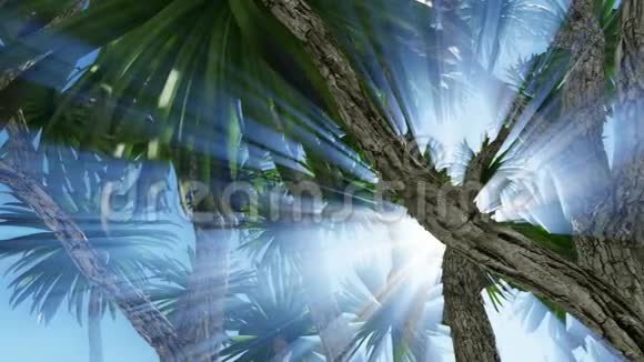 甘蓝棕榈树萨巴尔棕榈冠视频的预览图