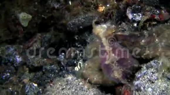 蓝贝海峡夜晚沙滩上的深色章鱼视频的预览图