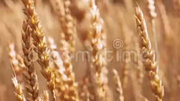 自然风光黄金麦秆在农田视频的预览图
