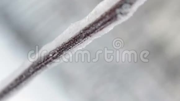 冰中的树枝视频的预览图