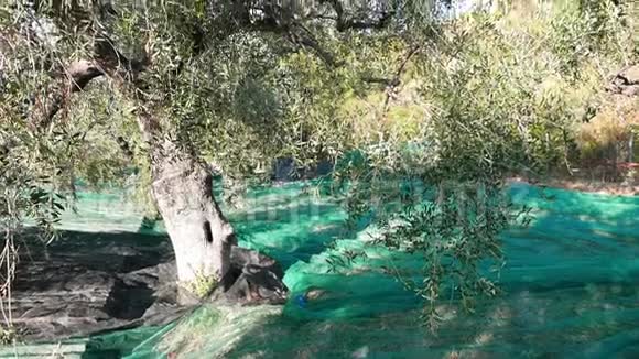 橄榄树和树枝上的绿色和黑色新鲜橄榄在意大利利古里亚塔吉阿斯卡或凯泰利耶品种收获橄榄油p视频的预览图