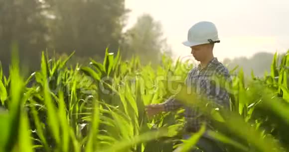 农民使用数字平板电脑种植玉米背景现代技术应用视频的预览图